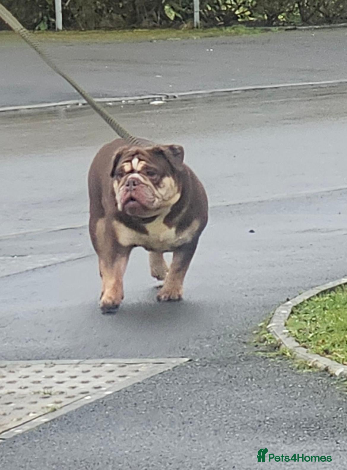 English Bulldog dogs English bulldog 2 year and a half years  - Advert 1