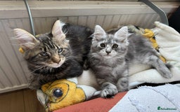Maine Coon cats for sale: Maine coon - Image 4