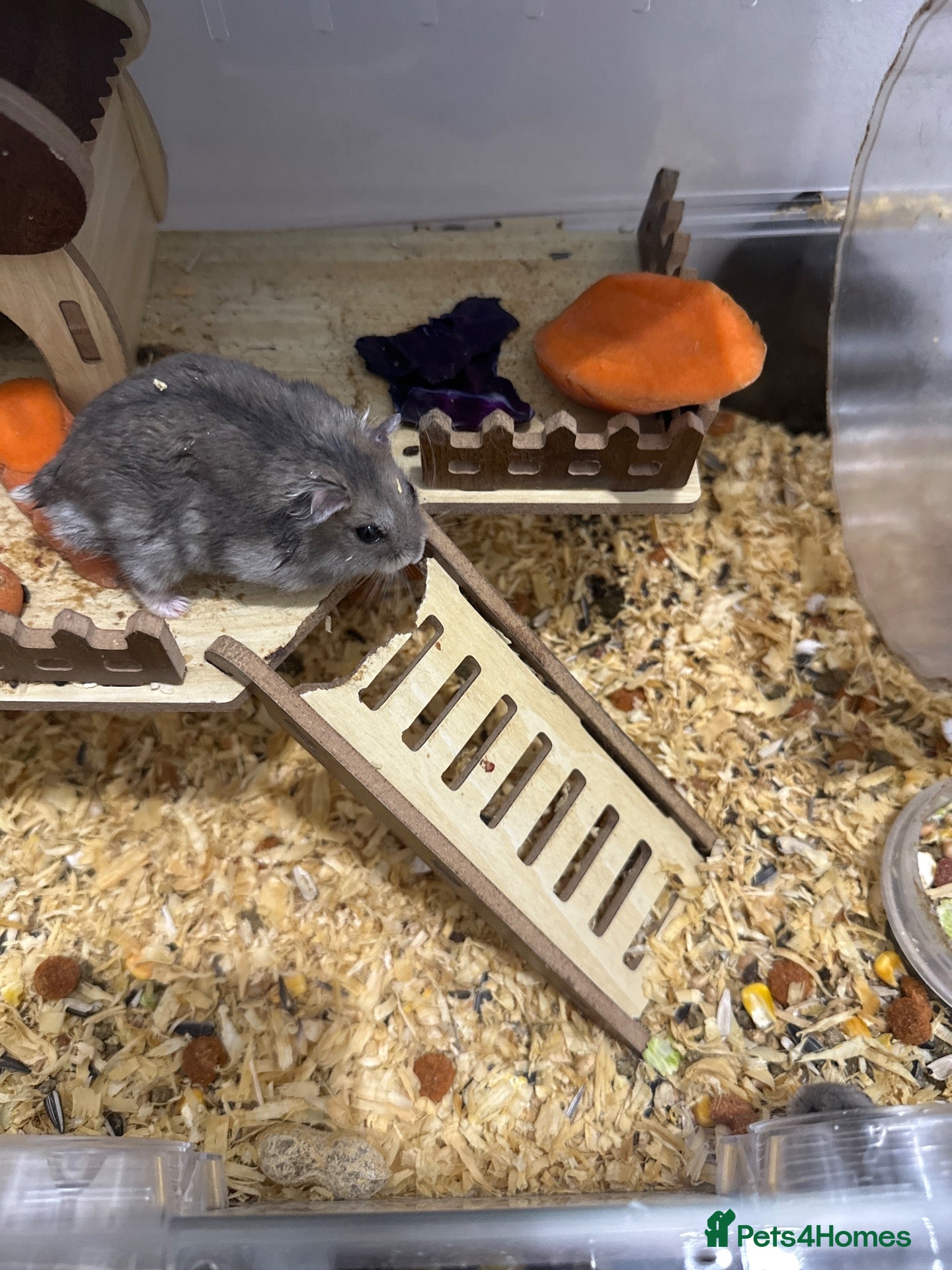 Hamster rodents Russian dwarf hamster  - Advert 11