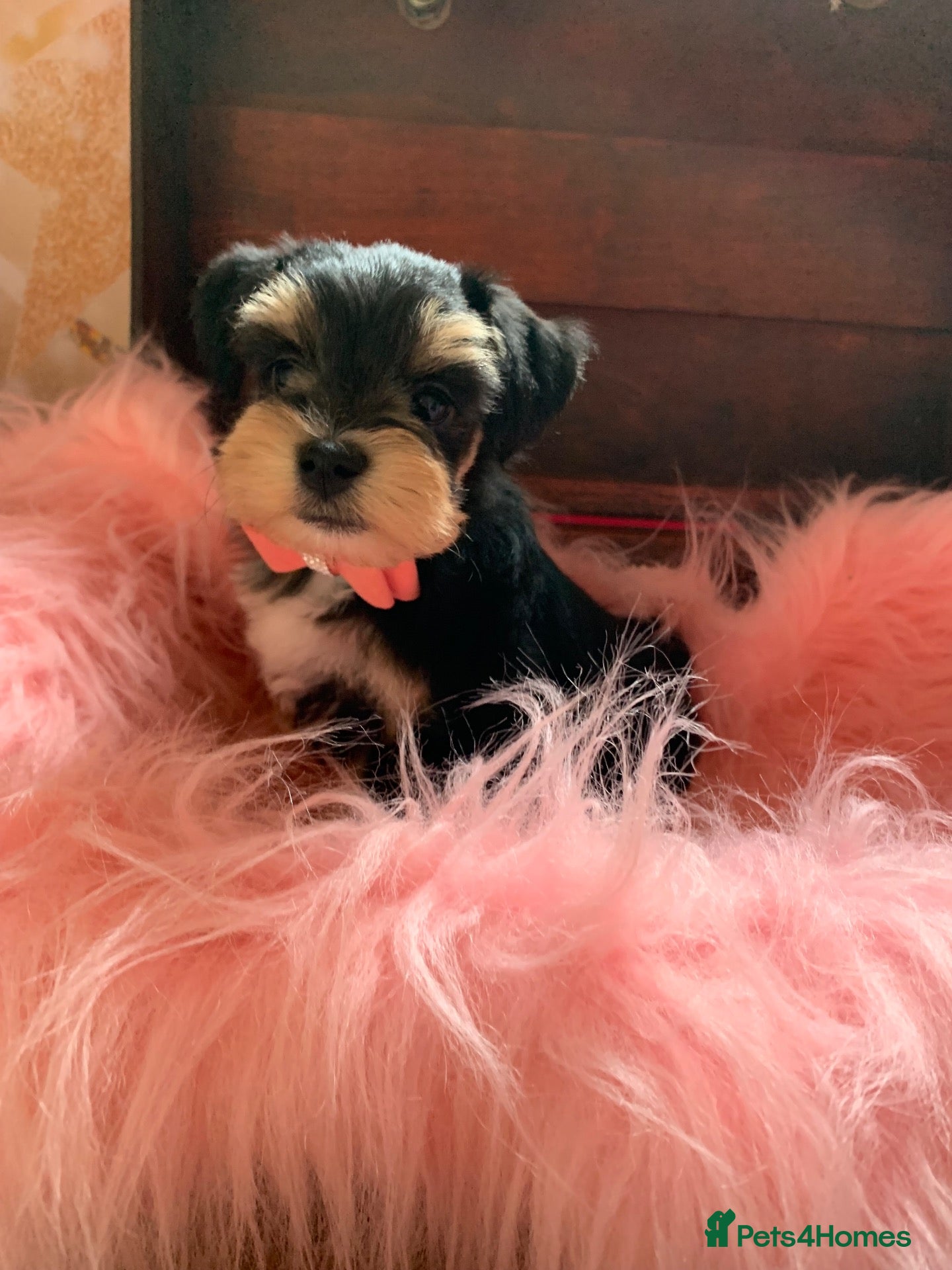 Miniature Schnauzer dogs 5* LICENSED READY  TOY MINI SCHNAUZERS H/T  - Advert 9