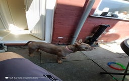 Mixed Breed dogs for sale: Honey (French bully x pocket bully) - Image 4