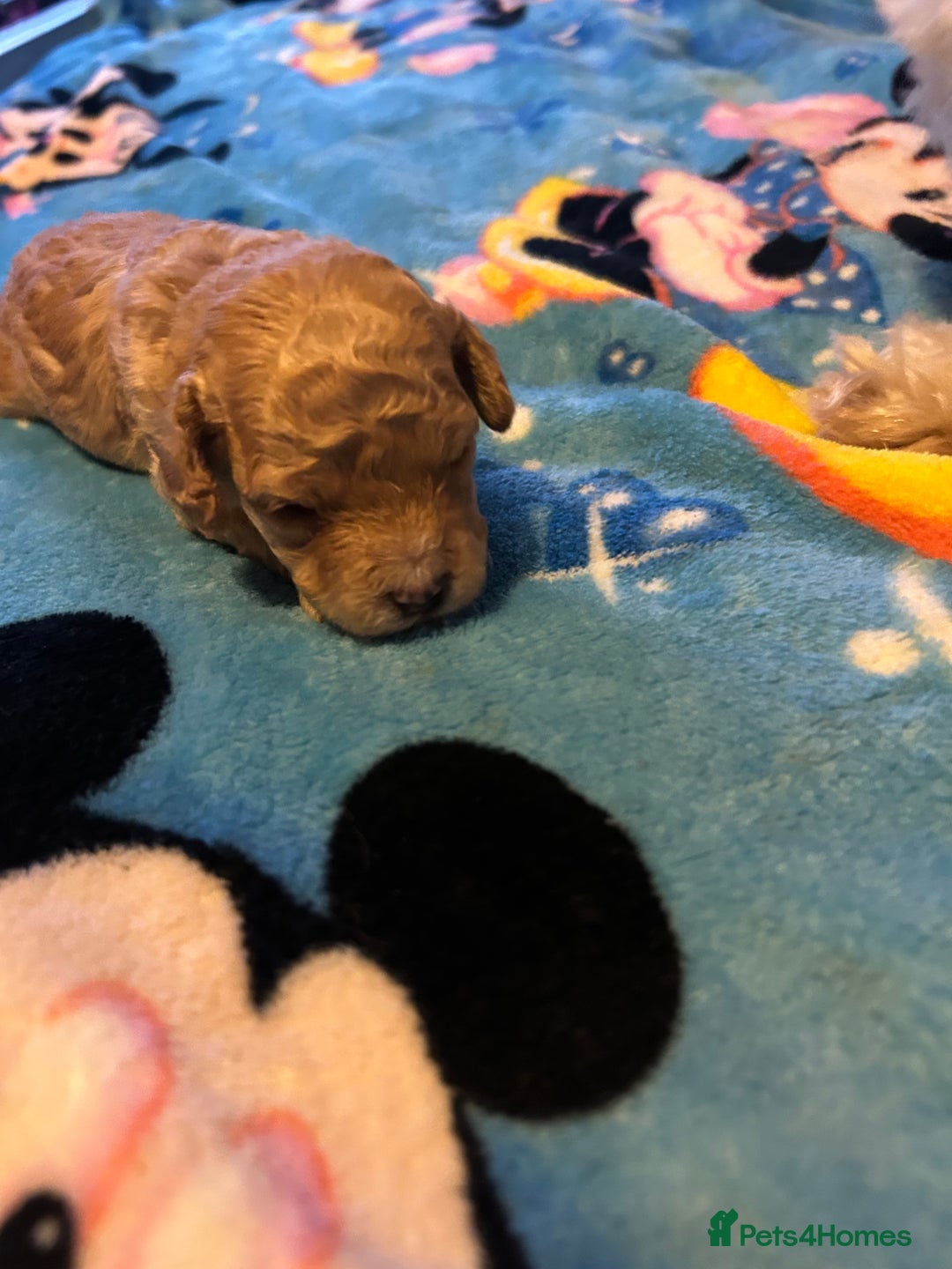 Cockapoo dogs for sale: Gorgeous Cockapoo puppy’s   - Image 11
