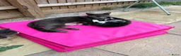 Mixed Breed cats for sale: Fluffy babies  - Advert 17