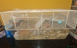 Gerbil rodents for sale: 2 baby boy gerbils - Advert 10