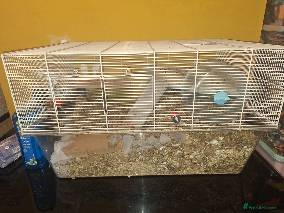Gerbil rodents for sale: 2 baby boy gerbils - Advert 10