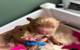 Cavapoo dogs for sale: 1 FOX RED BOY LEFT- Ready End of Oct- F2b Cavapoo  - Image 8