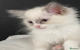Ragdoll cats for sale: Purebred Male Ragdoll for sale - Image 18