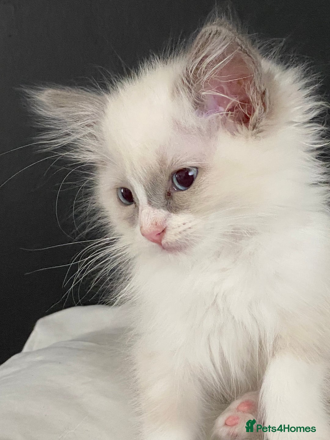 Ragdoll cats for sale: Purebred Male Ragdoll for sale - Image 18