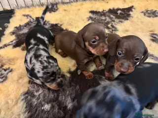 Miniature Dachshund dogs 3 left! Gorgeous Miniature Dachshund puppies - Advert 14