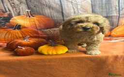 Cavapoo dogs for sale: One stunning boy left!  - Image 2