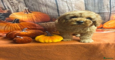 Cavapoo dogs - Advert 12