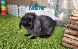 Mini Lop rabbits for sale: Beautiful Mini Lops - READY TO LEAVE - Image 9