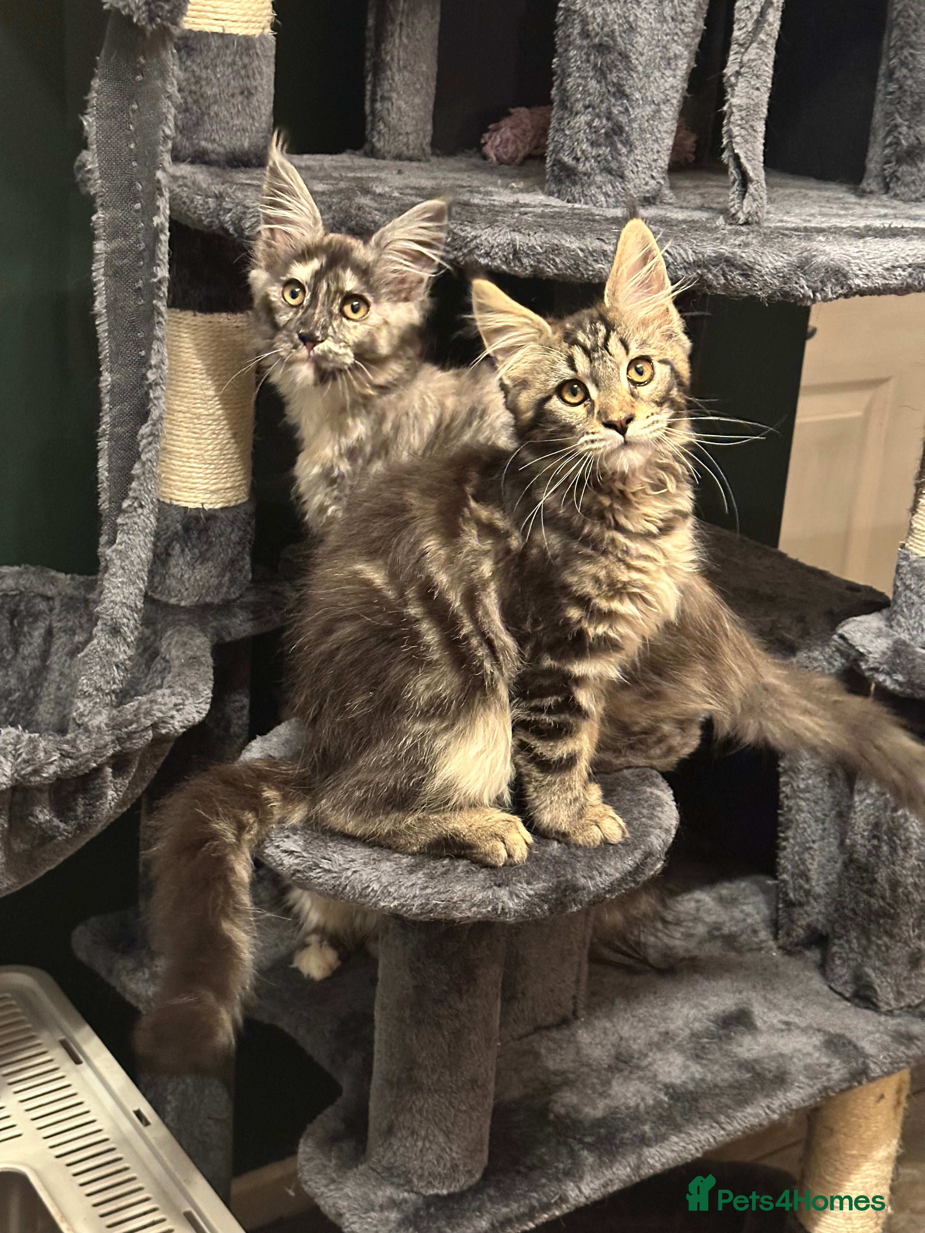 Maine Coon cats Tica Active Kittens ready now - Advert 10