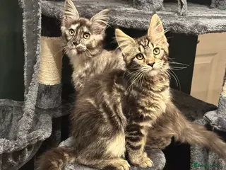 Maine Coon cats Tica Active Kittens ready now - Advert 10
