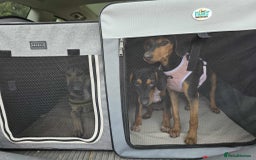 Mixed Breed dogs for adoption: Rosie Bud adorable puppy - Image 5