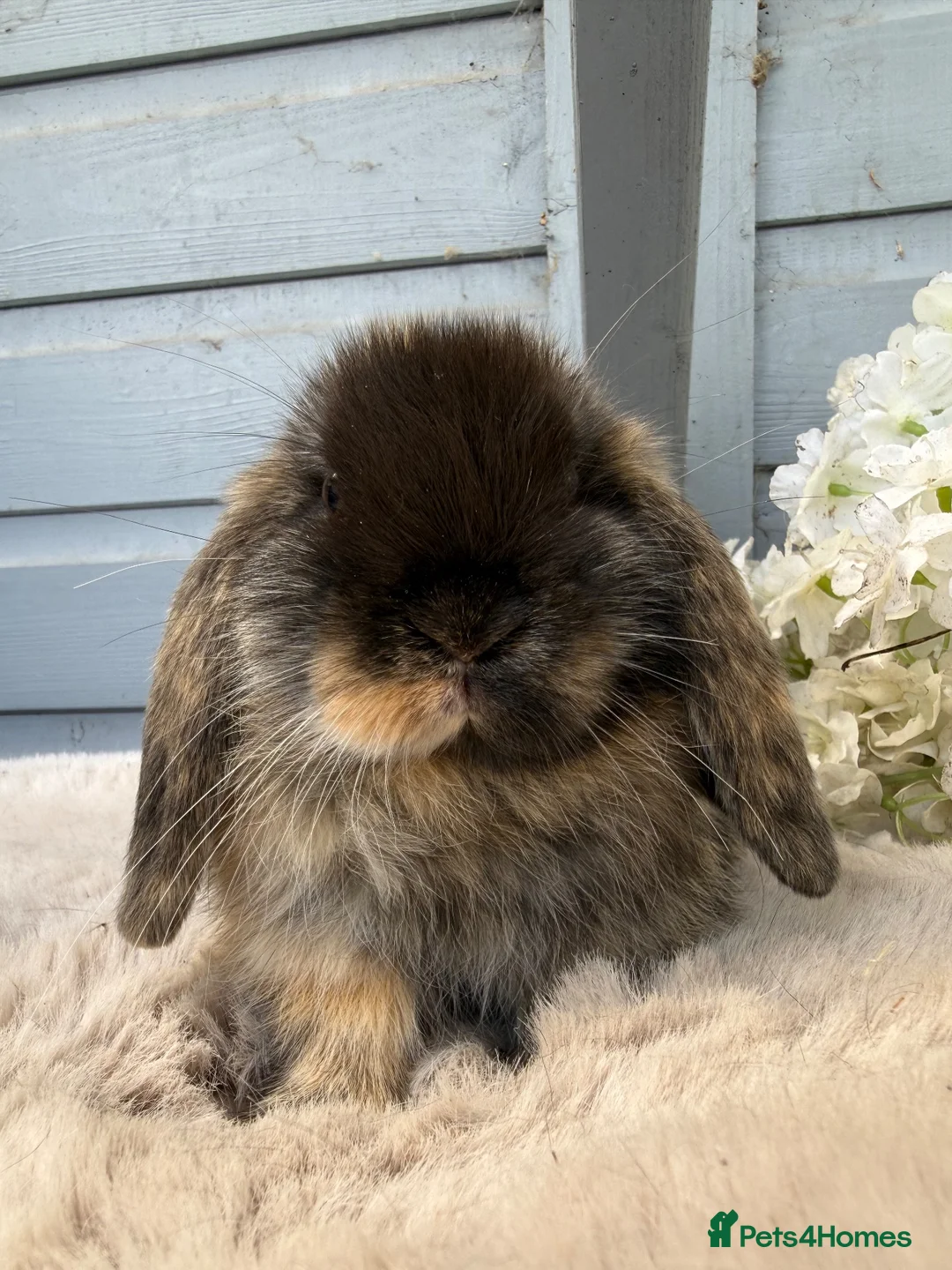 Mini Lop rabbits for sale: Stunning mini lop rabbits - Advert 1