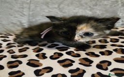 Mixed Breed cats for sale: 7 Half-Ragdolls  - Image 1