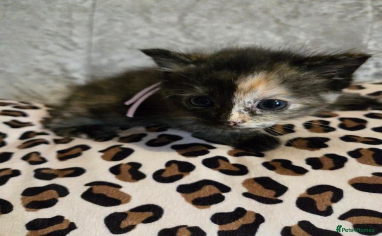 Mixed Breed cats - Advert 6
