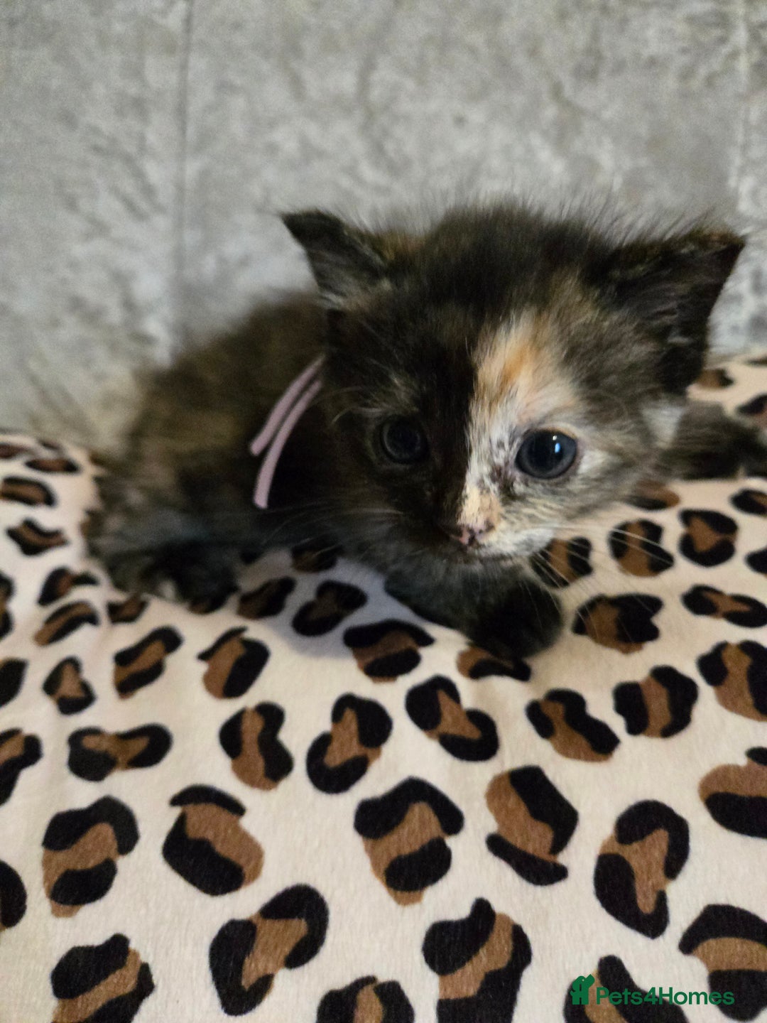 Mixed Breed cats for sale: 7 Half-Ragdolls  - Image 1