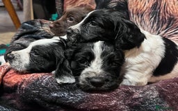 Cocker Spaniel dogs for sale: Stunning cocker spaniel puppies (blue roans)  - Advert 9