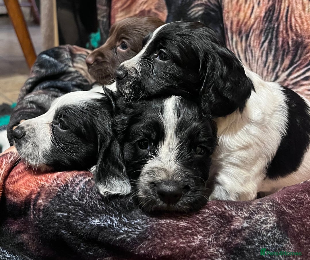 Cocker Spaniel dogs for sale: Stunning cocker spaniel puppies (blue roans)  - Advert 9