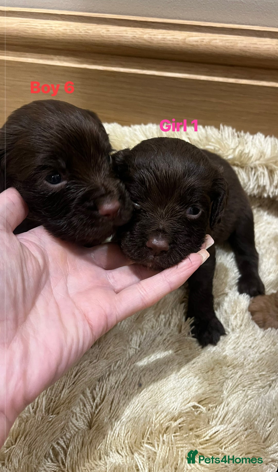 Cocker Spaniel dogs for sale: Pure bred, Cocker spaniels - Image 3