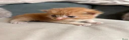 Mixed Breed cats for sale: Kittens mixed colours  - Advert 19