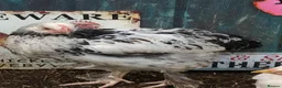 Chickens poultry for sale: Brahma boys cockerels - mottled & white (?pullet) - Advert 1