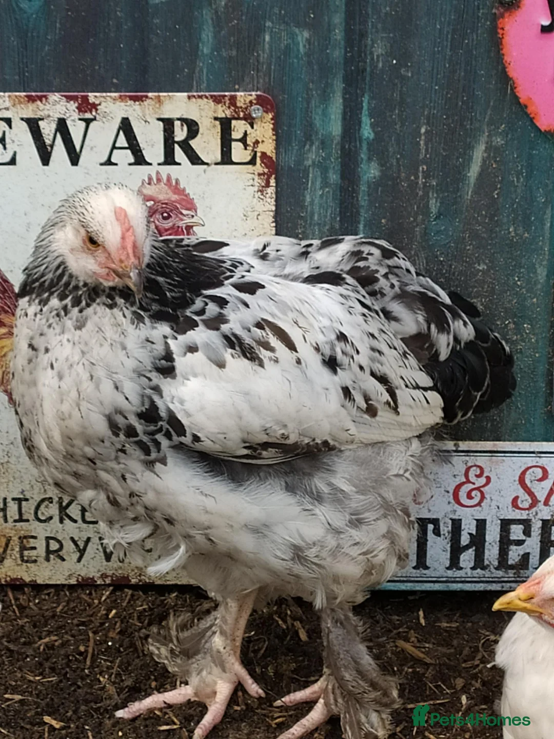 Chickens poultry for sale: Brahma boys cockerels - mottled & white (?pullet) - Advert 1