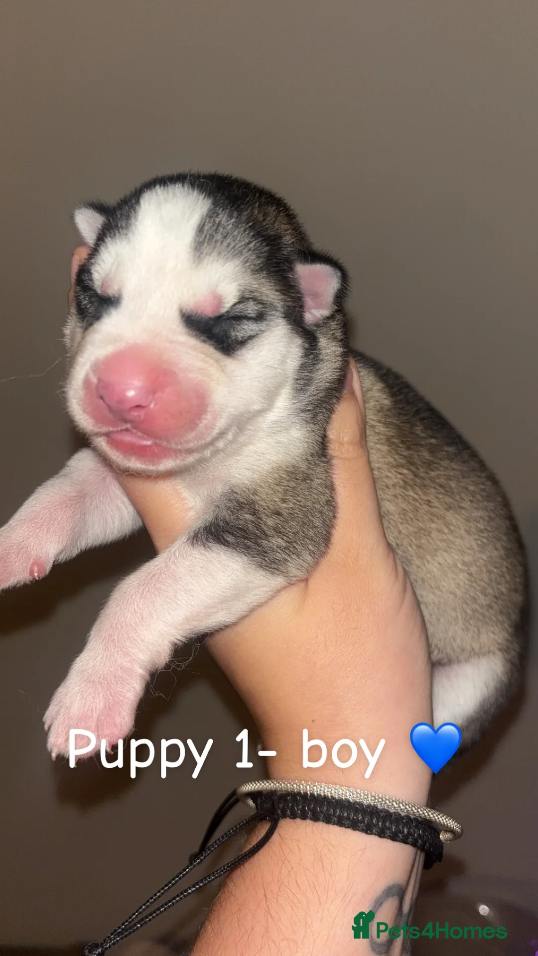 Siberian Husky dogs for sale: 7 beautiful Siberian huskies 🤍 - Advert 2