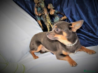 Chihuahua dogs - Advert 29