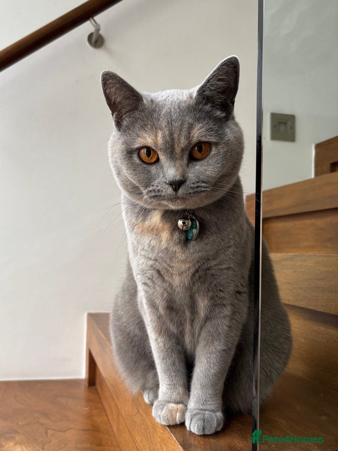 Scottish Fold cats for sale: Beautiful 3 Yr Old Scottish Fold - Advert 1
