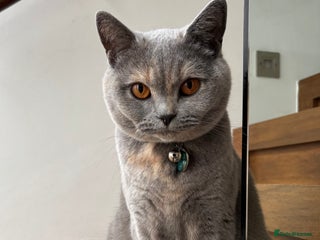 Scottish Fold cats Beautiful 3 Yr Old Scottish Fold - Advert 1