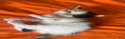 Mixed Breed cats for sale: 5 Cuddly Orange and Calico kittens 💕 - Advert 18