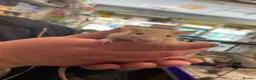Rat rodents for sale: Baby rats - Advert 12