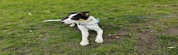 Border Collie dogs for sale: Beautiful male collie pup in Keighley - Advert 5