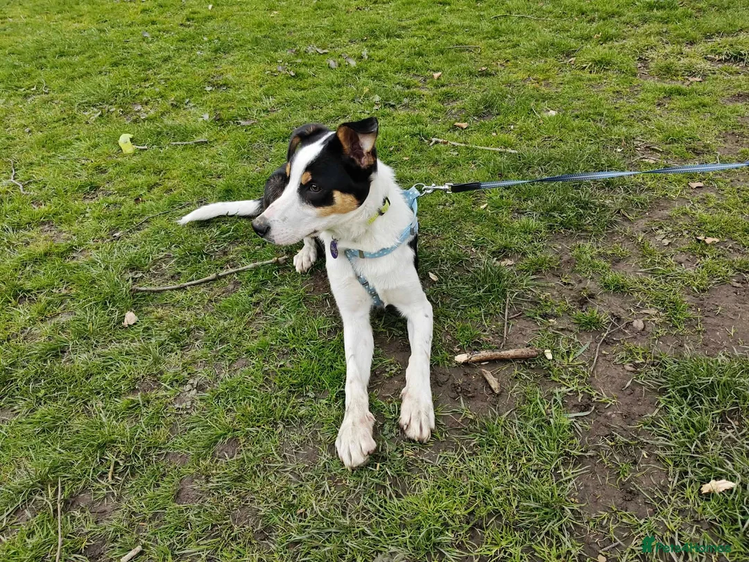 Border Collie dogs for sale: Beautiful male collie pup in Keighley - Advert 5
