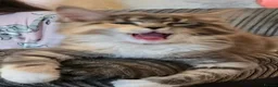 British Longhair cats for sale: One British long haired and one short haired.  - Advert 19