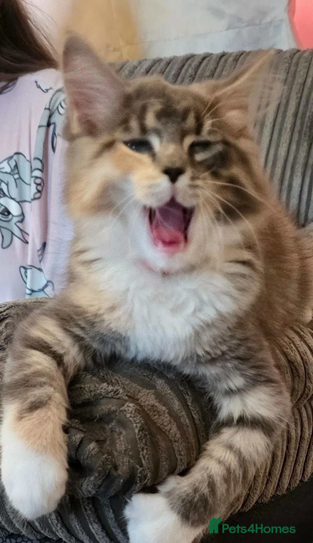 British Longhair cats for sale: One British long haired and one short haired.  - Advert 19