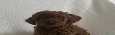 Toy Poodle 2
