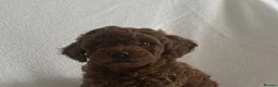 Toy Poodle dogs for sale: Stunning Toy Poodle Puppies for sale in Coventry - Advert 5