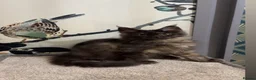 Maine Coon cats for sale: Russian lineage Maine coon kittens - Advert 2