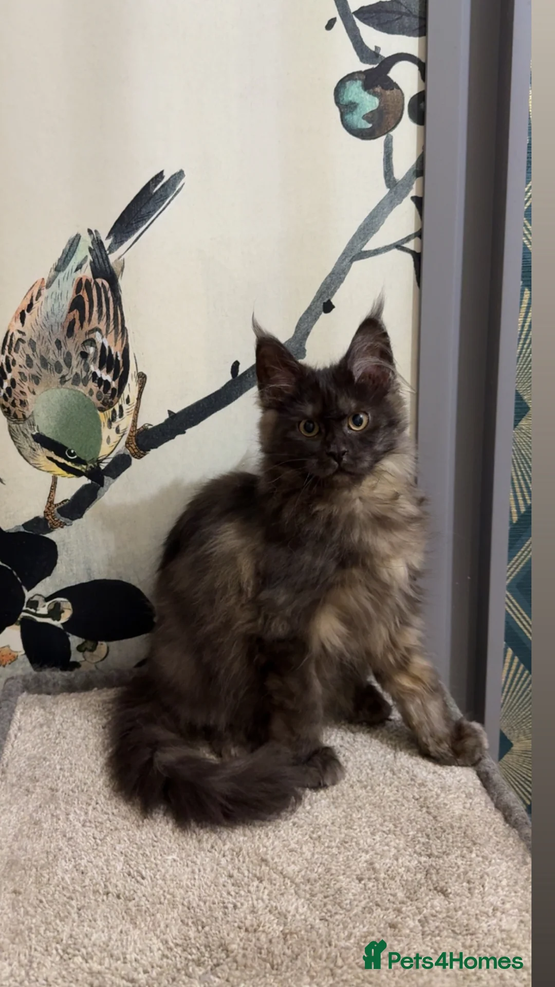 Maine Coon cats for sale: Russian lineage Maine coon kittens - Advert 2