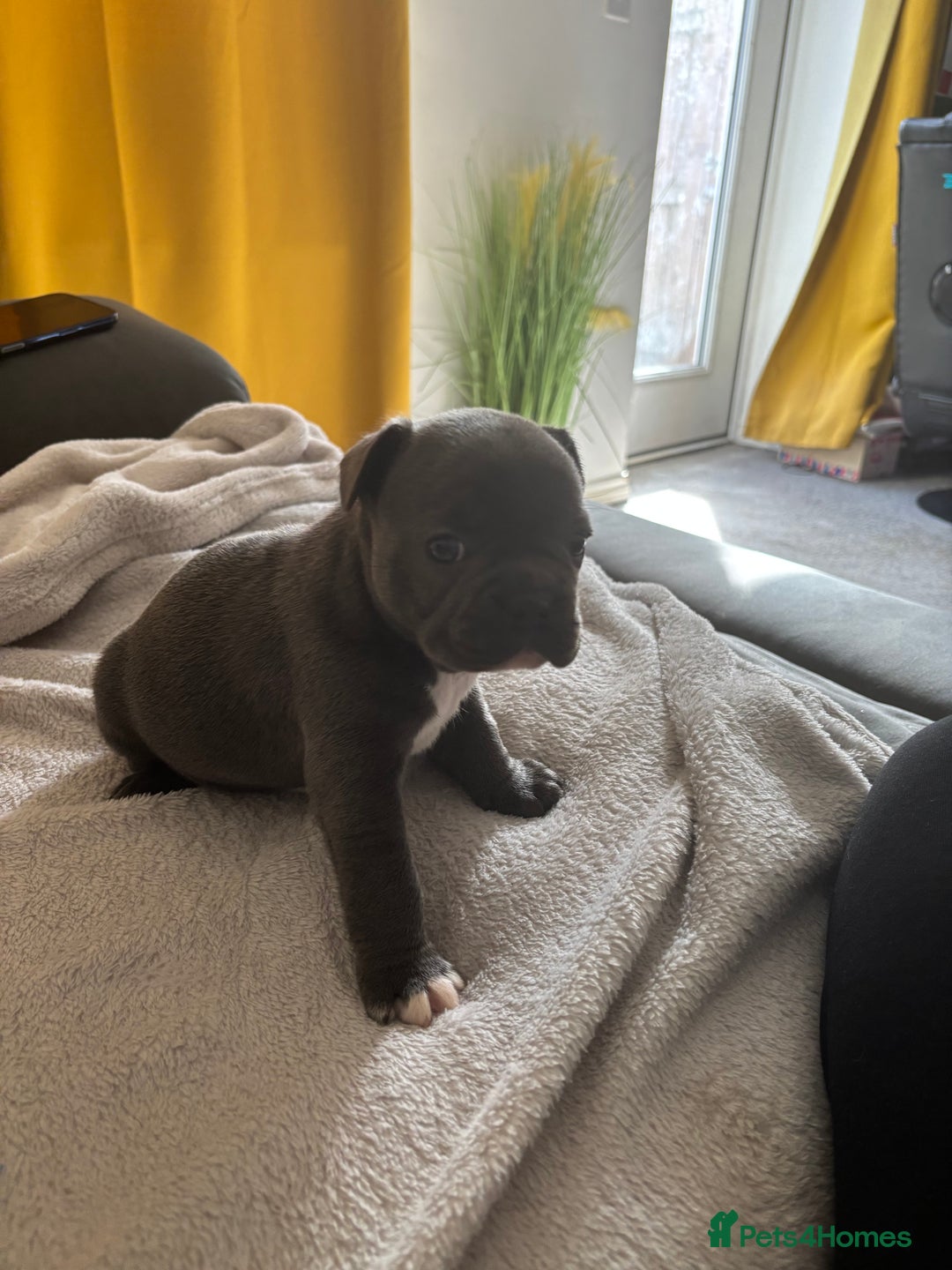French Bulldog dogs for sale: Adorable French bulldog puppies for sale - Image 3