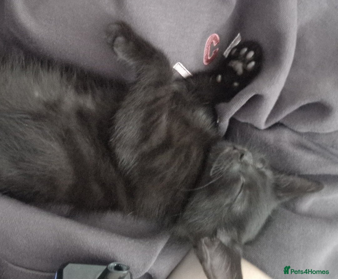 Mixed Breed cats for sale: Mixed breed Beautiful kittens - Image 9
