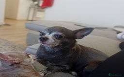 Chihuahua dogs for sale: Looking for a Loving Home for Two Adorable Chi's💕 - Image 2