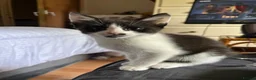 British Shorthair cats for sale: Black and White Male  - Advert 3