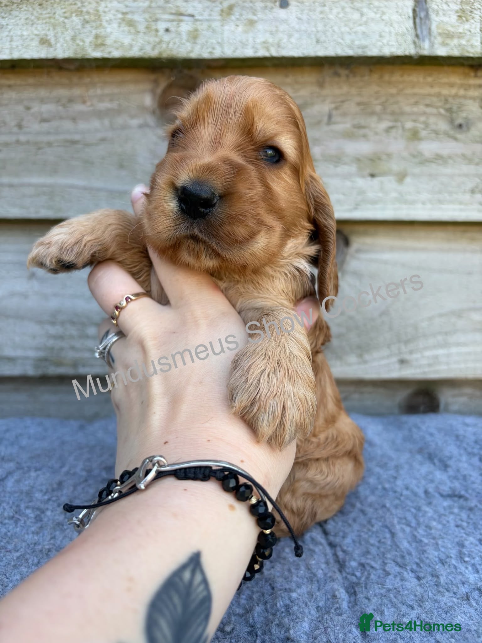 Cocker Spaniel dogs for sale: show quality gold boy and black boy - Advert 4