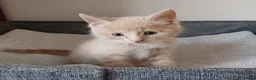 Mixed Breed cats for sale: Beautiful kittens😍😍😍😍😍 - Advert 18