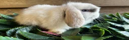 Mini Lop rabbits for sale: Gorgeous pure Mini lops  - Advert 21